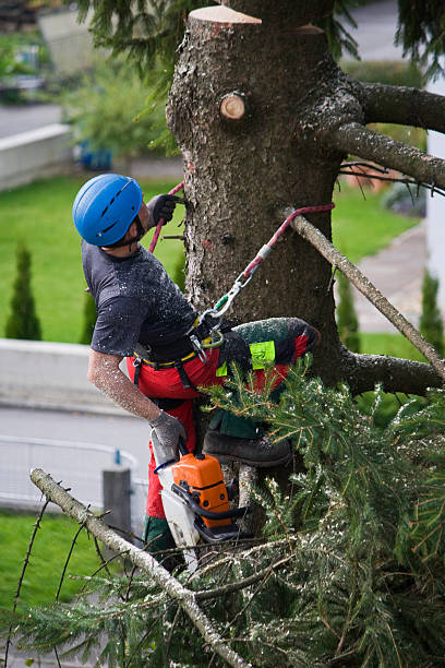 Best Lawn Maintenance Plans  in Hillsbo, OR