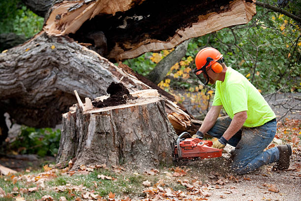 Best Tree Maintenance Programs  in Hillsbo, OR